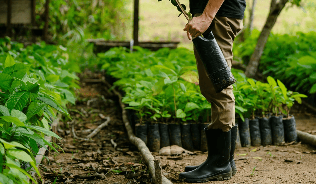 Investing green Corekees' Project Amazon plants the seeds of change